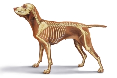 Dog Lateral Skeleton