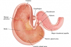 Anatomy of the Equine Stomach