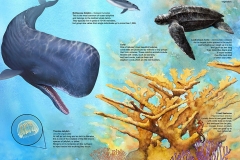 Caribbean Ecosystem Poster