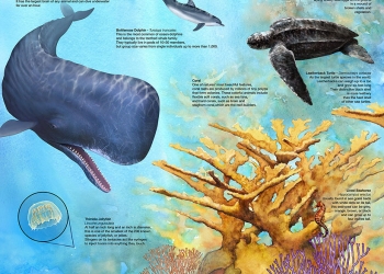 Caribbean Ecosystem Poster