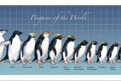 Penguins of the World Poster