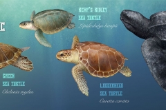 Sea Turtles of the Northeast