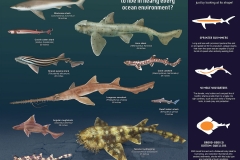 Shark.poster