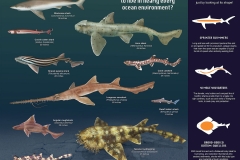 Crazy Varieties of Shark