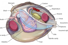 Clam Anatomy