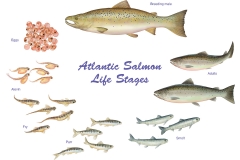 Salmon Life Stages