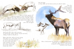 Elk Information Panel