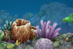 Bottom of the Reef