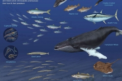 Northeast  Food Web