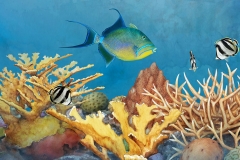 Top of the Reef