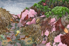 Anemones and Octopus, Lower Intertidal