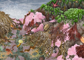 Anemones and Octopus, Lower Intertidal