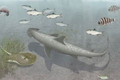 Bonnethead
