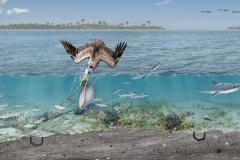 Pelican Diving for Menhaden