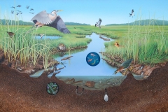 1Salt Marsh Ecosystem