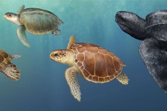 New England Sea Turtles Mural