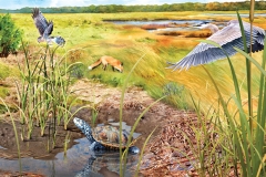 Cape Cod Marsh Land