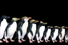 Penguins of the World Mural and Exhibit